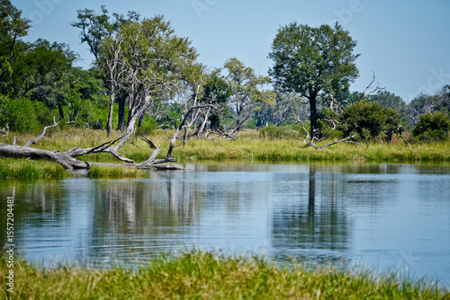 landscape in the Okavango Delta