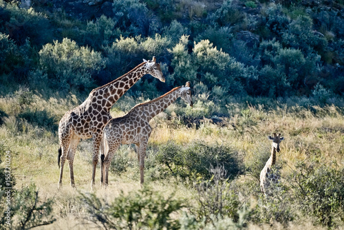 Photography Giraffes in the savannah