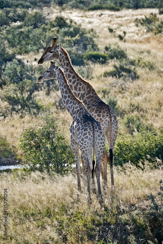 Photography A pair of giraffes in the savannah