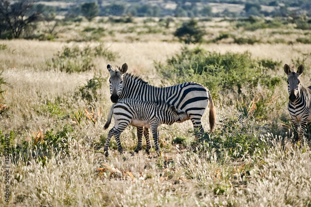 Obraz premium Baby zebra drinks from its mother