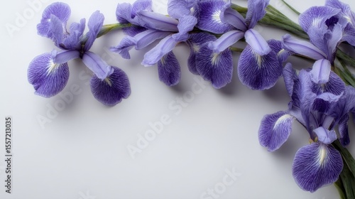 Delicate irises sprawled in lavender splendor, evoking the enchantment of Hanami and Iris Namazu, whisper mystical springtide secrets