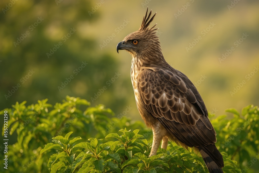 Obraz premium Elegant bird of prey known for its crested appearance
