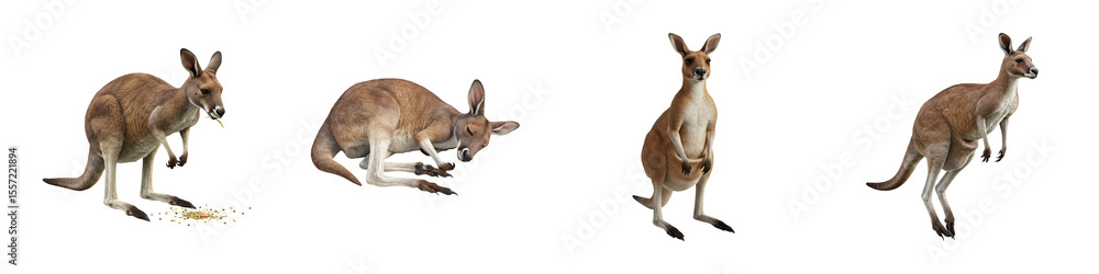 Fototapeta premium Kangaroo – Hyper-Realistic 3D Render – PNG Clipart Set