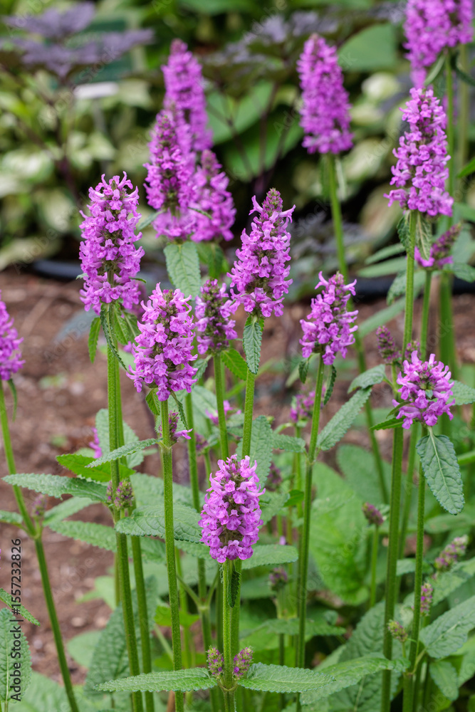 Obraz premium Beautiful flowers of betonica officinalis blooming in the garden in early summer.
