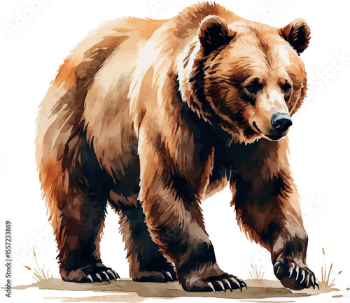 Walking bear vector illustration. Watercolor forest animal with textured fur isolated on white