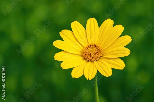 Vibrant yellow blossom against lush green backdrop that lifts your mood
