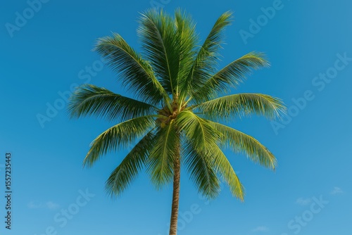 Wallpaper Mural Bright sunshine and a tall palm tree Torontodigital.ca