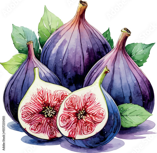 Watercolor figs illustration with whole and sliced fruit showing purple skin and pink interior