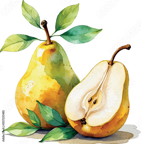 Watercolor pears in golden yellow and green with one sliced and included leaves on white