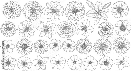 A collection of hand drawn flowers in black and white illustration