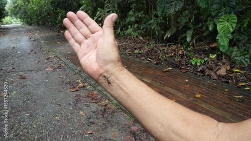 Bullet ant, also known as Paraponera clavata, crawling on a man's hand in the Amazon rainforest of Ecuador