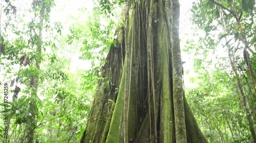 Tourist walking near oversized giant Ficus tree in dense Ecuadorian Amazon rainforest, showcasing pristine wilderness and verdant tropical environment