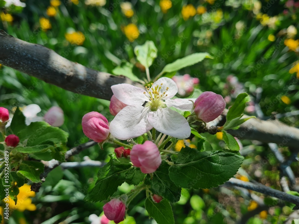 Fototapeta premium Nature's Bounty: Ripe Apple and Green Leaves on the Tree Branch 