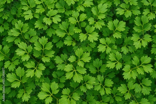 The rare and beneficial Polyscias Fruticosa plant is gradually becoming less common.