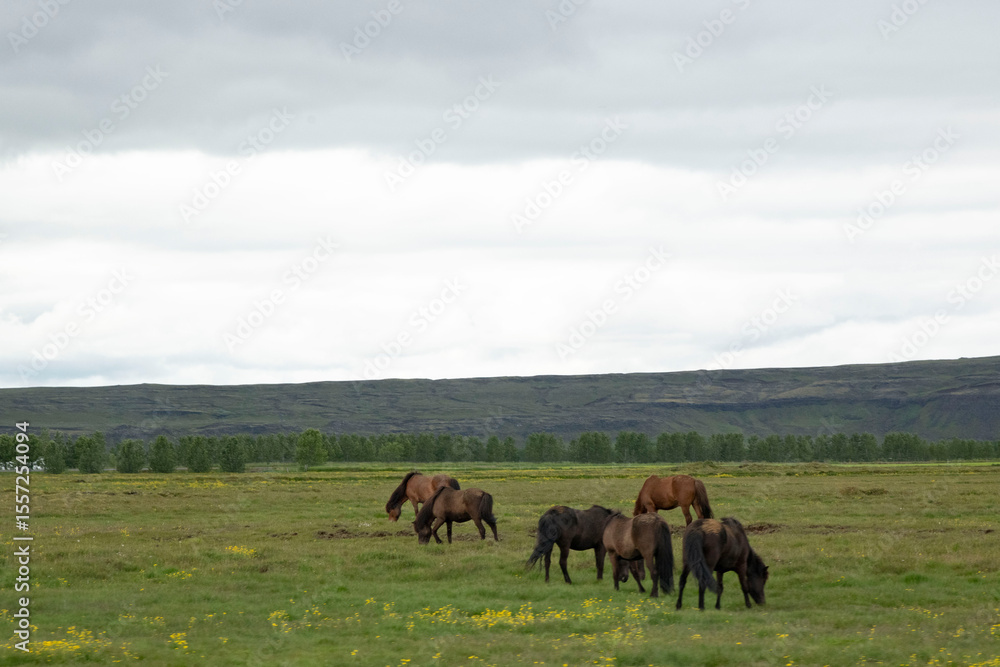 horses in the mountains horses in the mountains