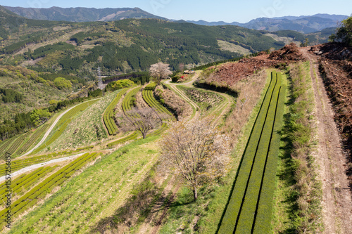 天空の茶園に咲き誇る山桜