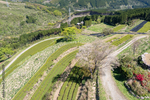 天空の茶園に咲き誇る山桜