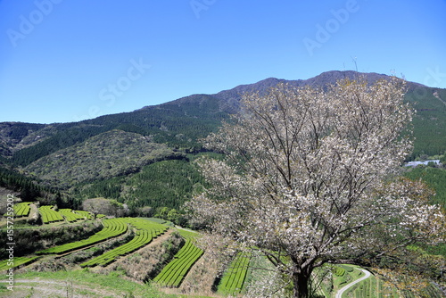 天空の茶園に咲き誇る山桜