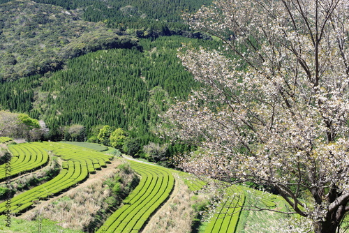 天空の茶園に咲き誇る山桜