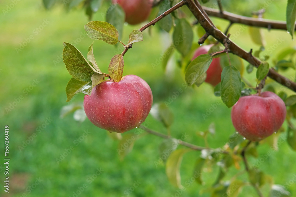 Ripe Apples in the Apple Orchard before Harvesting. Big Red delicious Apples Hanging from a Tree Branch in the Fruit Garden at Fall Harvest. Basket of Apples. Autumn Cloudy Day, Soft Shadow. 4K Ripe Apples in the Apple Orchard before Harvesting. Big Red delicious Apples Hanging from a Tree Branch in the Fruit Garden at Fall Harvest. Basket of Apples. Autumn Cloudy Day, Soft Shadow. 4K