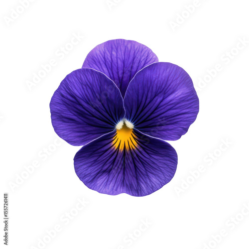 Close up of a vibrant purple pansy flower with yellow center isolated on transparent background