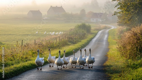 A gaggle of geese waddles across a quiet rural road in the morning mist with fields and farmhouses in the background