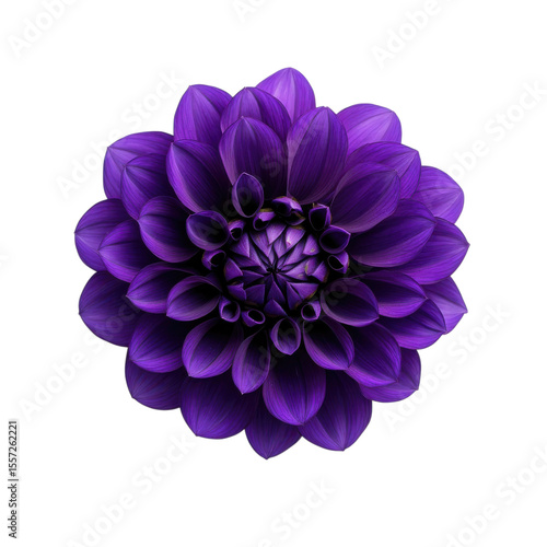 Exquisite deep purple dahlia flower with intricate petals isolated on transparent background