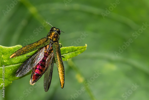 Emerald Ash Borer - Agrilus planipennis