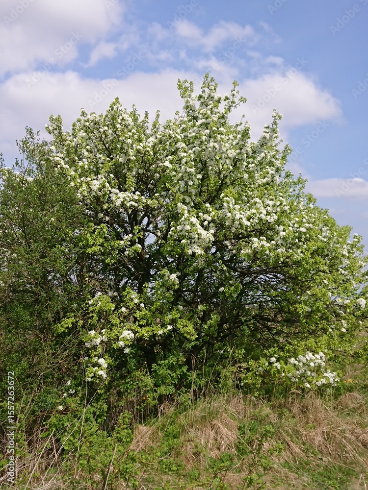 Fototapeta premium blossoming apple tree