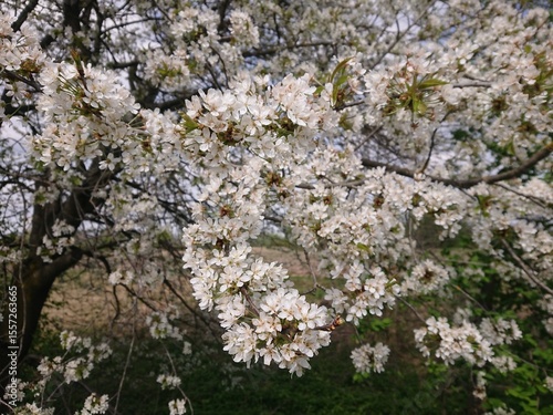 Wallpaper Mural blooming cherry tree Torontodigital.ca