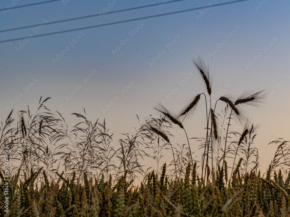 Fototapeta premium Agrarlandschaft im Sommer