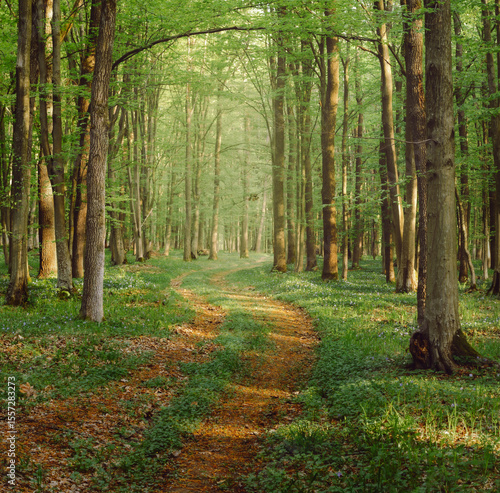 Sunny morning in the spring forest