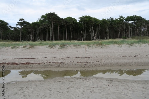 Wallpaper Mural Vom Weststrand in Born auf dem Darss ist der dichte Kiefernwald zu sehen, der ganz bis an die Dünen und den Sandstrand reicht. In einem überfluteten Teil des Strandes spiegeln sich die Bäume. Torontodigital.ca
