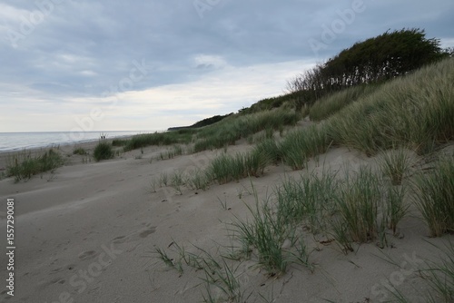 Wallpaper Mural Am Weststrand in Born auf dem Darss wächst Strandhafer im Sand. Im Hintergrund sind der Kiefernwald und die Ostsee zu sehen. Es ist ein bewölkter Sommertag. Torontodigital.ca