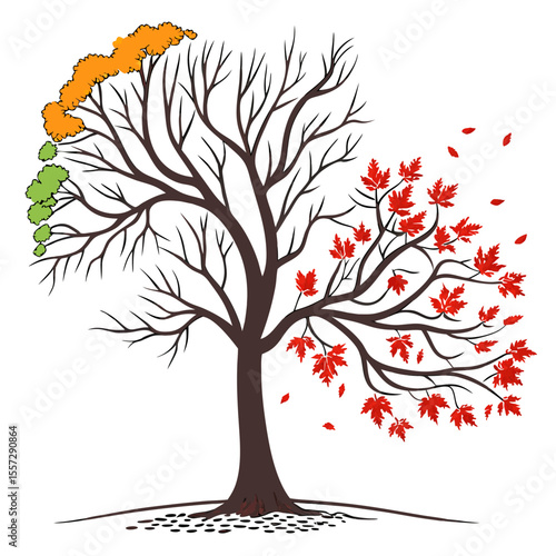 Tree showing seasonal leaf changes seasons autumn