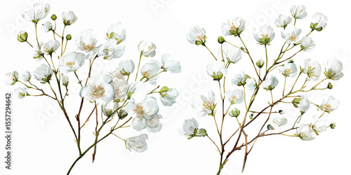 Background with tiny white flowers (gypsophila paniculata), blurred. Flower transparent background
