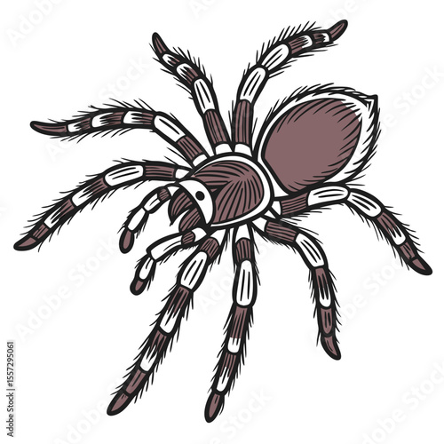 Tarantula spider illustration arachnid insect