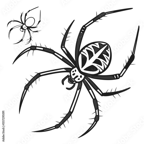 Black spider with white markings on abdomen arachnid