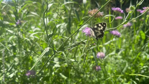 butterfly on the grass