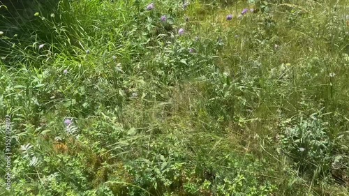 green grass