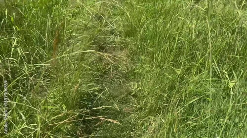 green wheat field