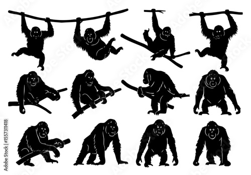 Silhouette Detailed Orangutan Borneo Wildlife Mammal Jungle Animal Collection