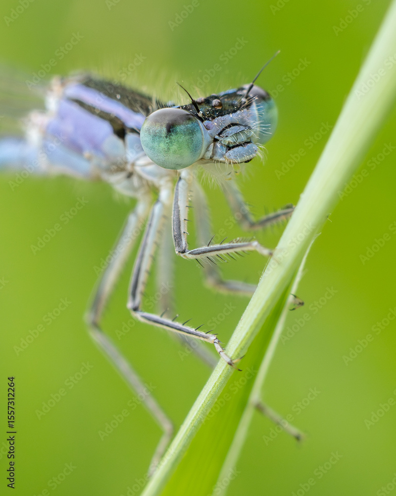 Fototapeta premium dragonfly on a green leaf