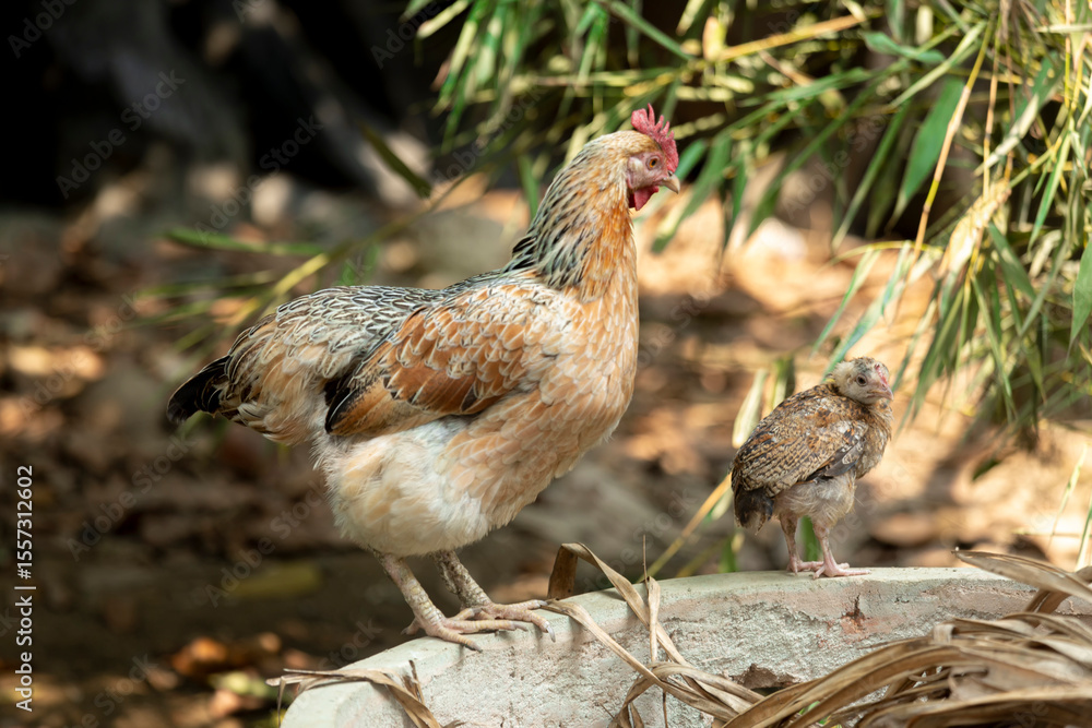 Fototapeta premium Hen and chick standing together outdoors in natural sunlight. Hen and Chick Resting on a Stone Wall in a Garden Setting.