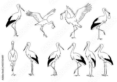 Detailed Line Art Stork Bird Illustration Various Poses Animal Graphic