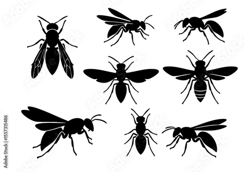 Silhouette Black and White Wasp Insect Diverse Views Isolated Illustration