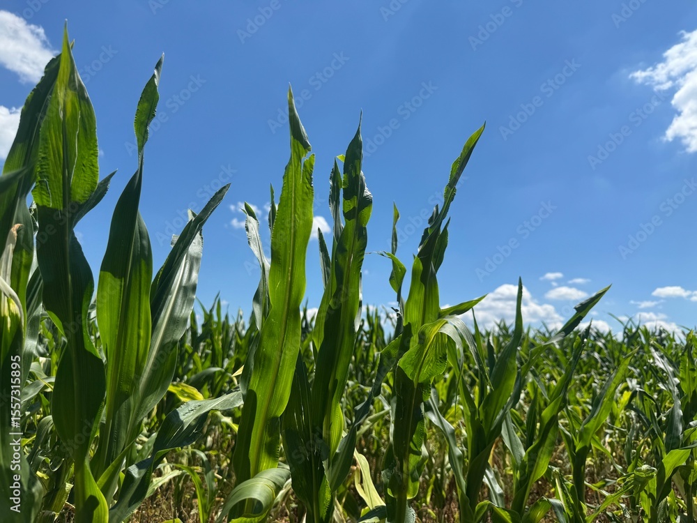 Fototapeta premium corn field against blue sky
