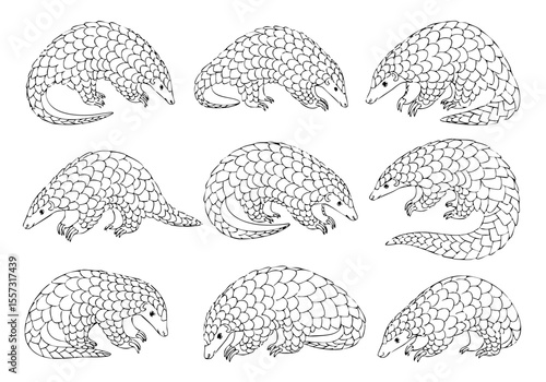Simple Outline Pangolin Line Art Illustration Wild Animal Collection