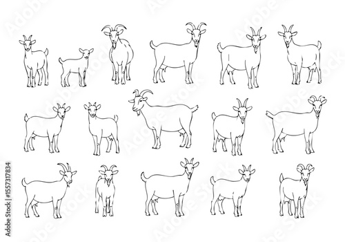 Simple Handdrawn Goat Animal Farm Collection Isolated Outline Illustration