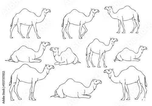 Handdrawn Dromedary Camel Set Different Poses Animal Desert Illustration